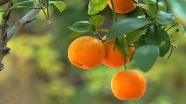 四季橘的养殖方法(四季桔的养殖方法)