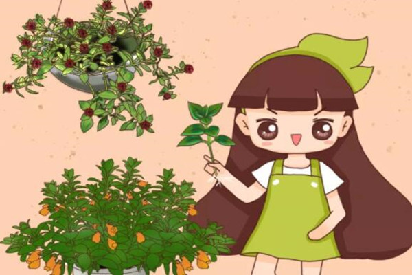 这10种吊兰8亿中国人都见过别说你还不会养！(5种“吊兰”)