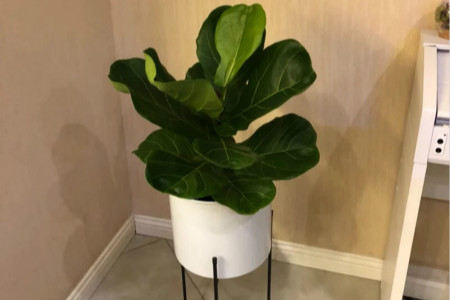 琴叶榕叶子生锈怎么办