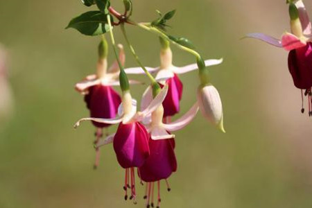 植物的呼吸作用实验