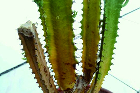 龙骨干叶子咋办