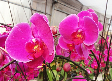 蝴蝶兰繁殖方法和注意事项