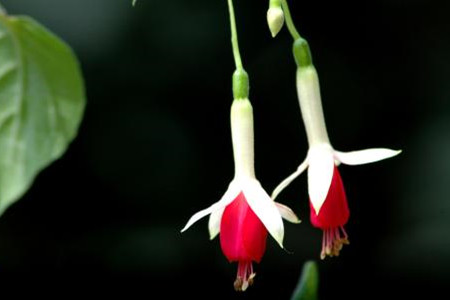 植物的呼吸作用实验