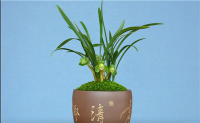 兰花盆景制作与养护技巧