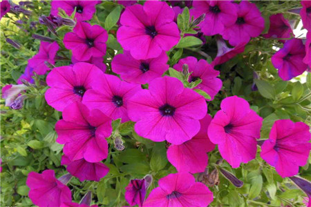 矮牵牛花的养殖方法及时间