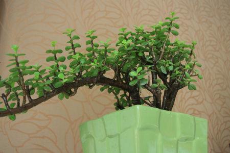 金枝玉叶盆景怎么养根变大