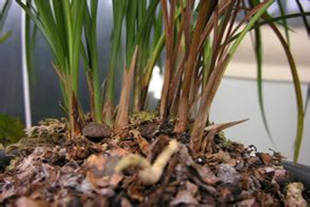 兰花茎腐病用什么药(兰花茎腐病用什么药预防)