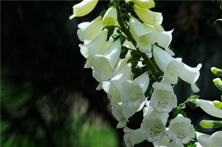 洋地黄的养殖方法和注意事项是什么