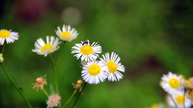 大花飞蓬怎么养(大花飞燕的养殖方法和注意事项)
