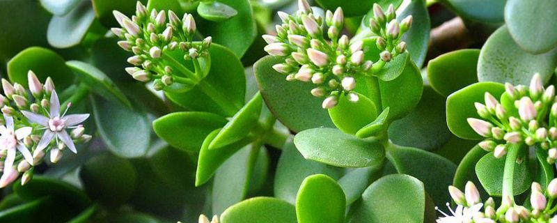 玉树修剪(玉树修剪方法)