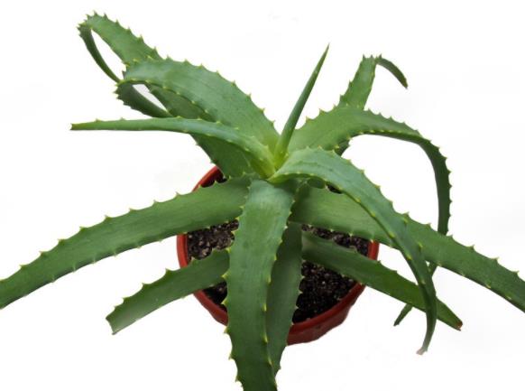 芦荟受冻变软还能活吗不会重新恢复需控制温度(芦荟受冻变软怎么补救)