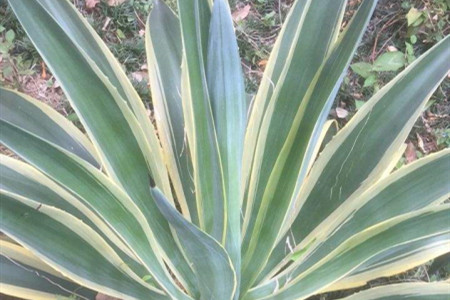 龙舌兰施什么肥