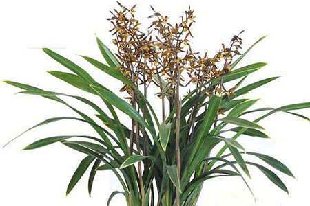 墨兰不开花是假的吗