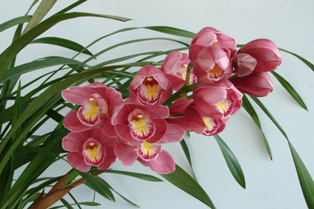 兰花茎腐病用什么药预防