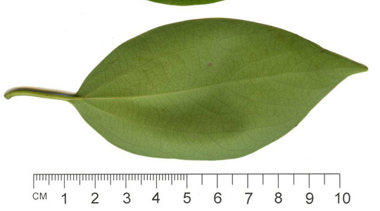 叶新浙江省法学会