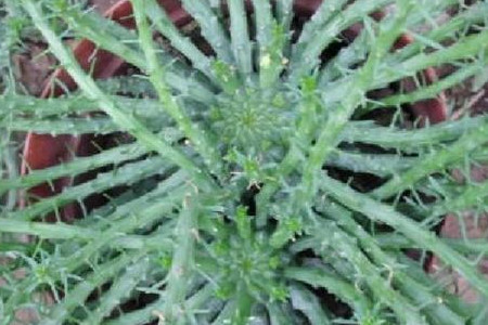 孔雀球虫病的症状和治疗方法