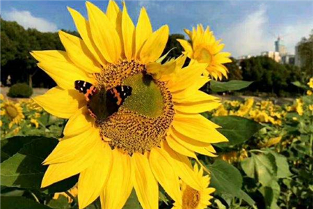 向日葵为什么总是向着太阳转