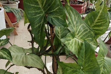 合果芋花有毒吗适合家庭养殖吗