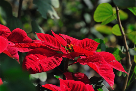 一品红叶子干枯怎么办