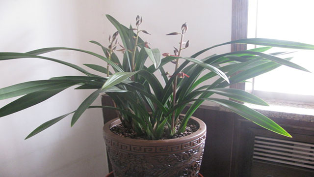 墨兰不开花的原因(墨兰不开花是假的吗)