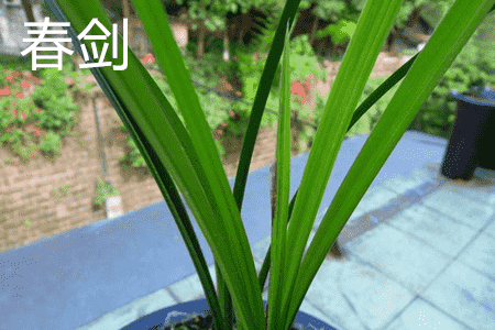 莲瓣兰与春兰哪个好养