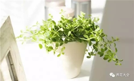 浇水浇死的植物