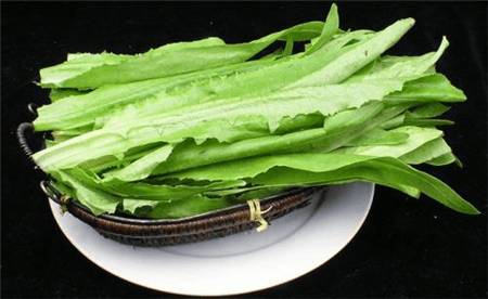 油麦菜家庭种植