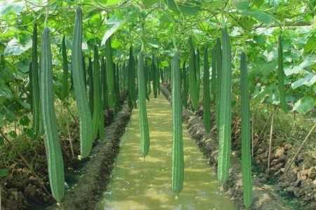 丝瓜不结瓜什么原因