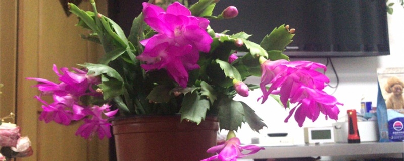 蟹爪兰几月份开花开花期间的养护方法介绍(蟹爪兰几月开花几月施肥)