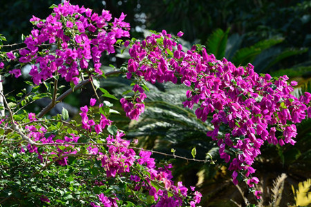 绿婴三角梅的特点