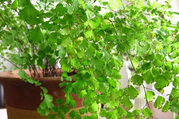 铁线蕨的修剪方法(铁线蕨全部剪掉)