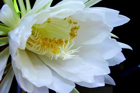 昙花的花语是什么?