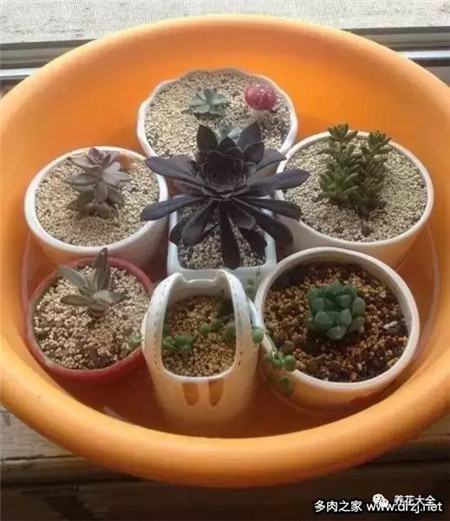 浇水浇死的植物