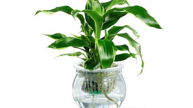 水培植物有哪些特点水养植物观赏性很强且养护方便(水培植物简介)