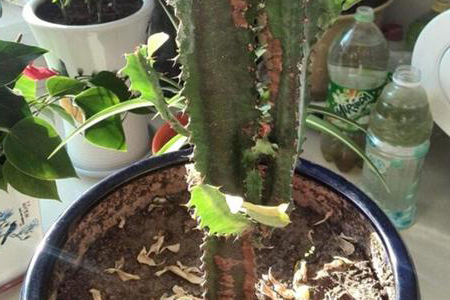 龙骨花为什么掉叶子呢