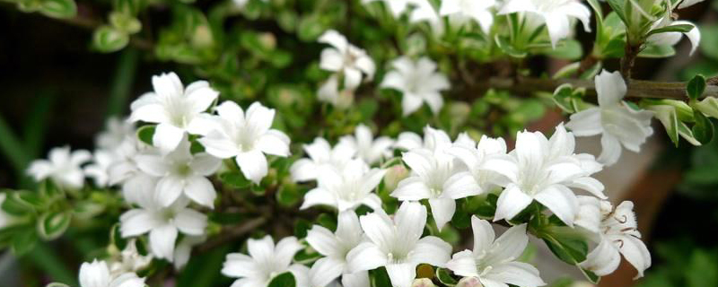 六月雪的养殖方法(冬天六月雪的养殖方法)