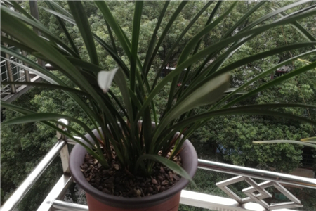 上盆兰花叶子有褶皱