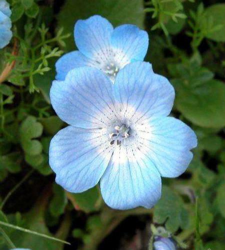 怎么播种菊花种子