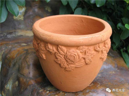 浇水浇死的植物