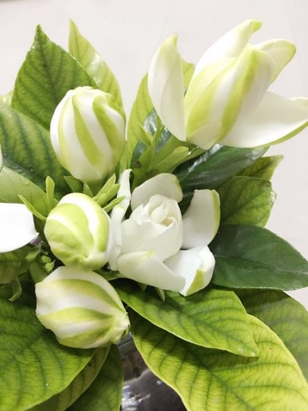 栀子花冬天可以修枝吗