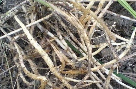 老丝瓜瓤怎么去皮