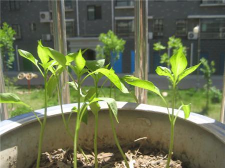 阳台上辣椒开花不结辣椒为啥