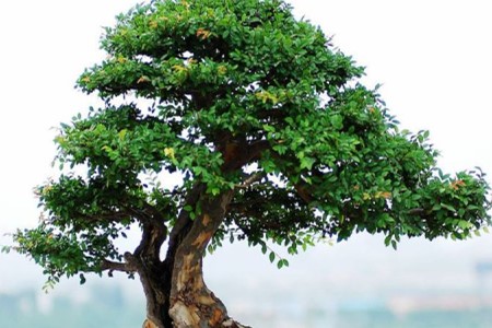 小叶榔榆盆景怎么养怎么施肥