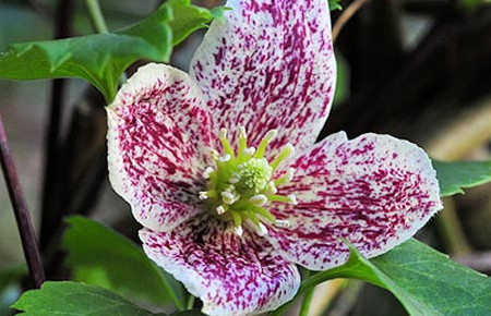 铁莲花刑具图片