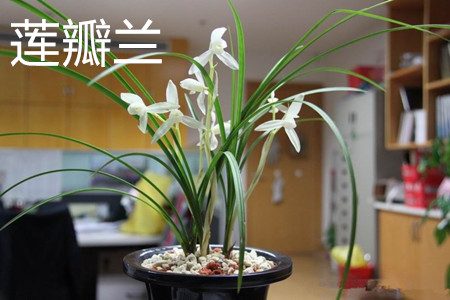 莲瓣兰与春兰哪个好养