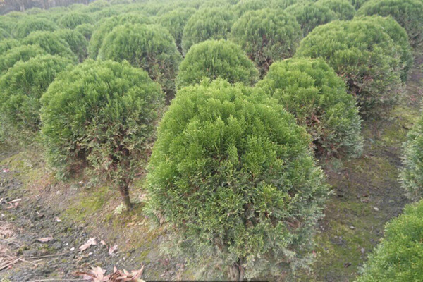 圆柏的繁殖方法(圆柏栽培技术)