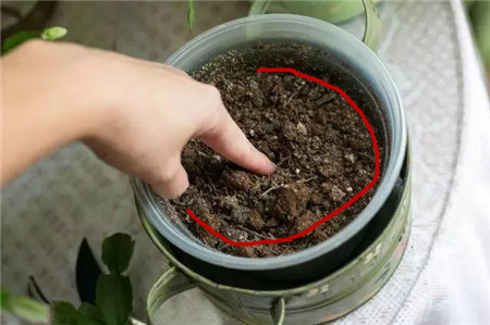 谁念西风独自凉