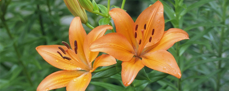 百合花用水怎么养(百合花用水养还是土养)