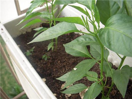 阳台上辣椒开花不结辣椒为啥