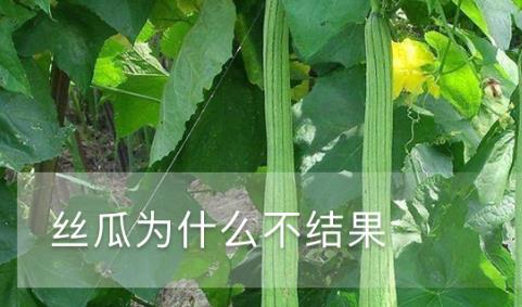 丝瓜为什么不结果(丝瓜不结瓜什么原因)